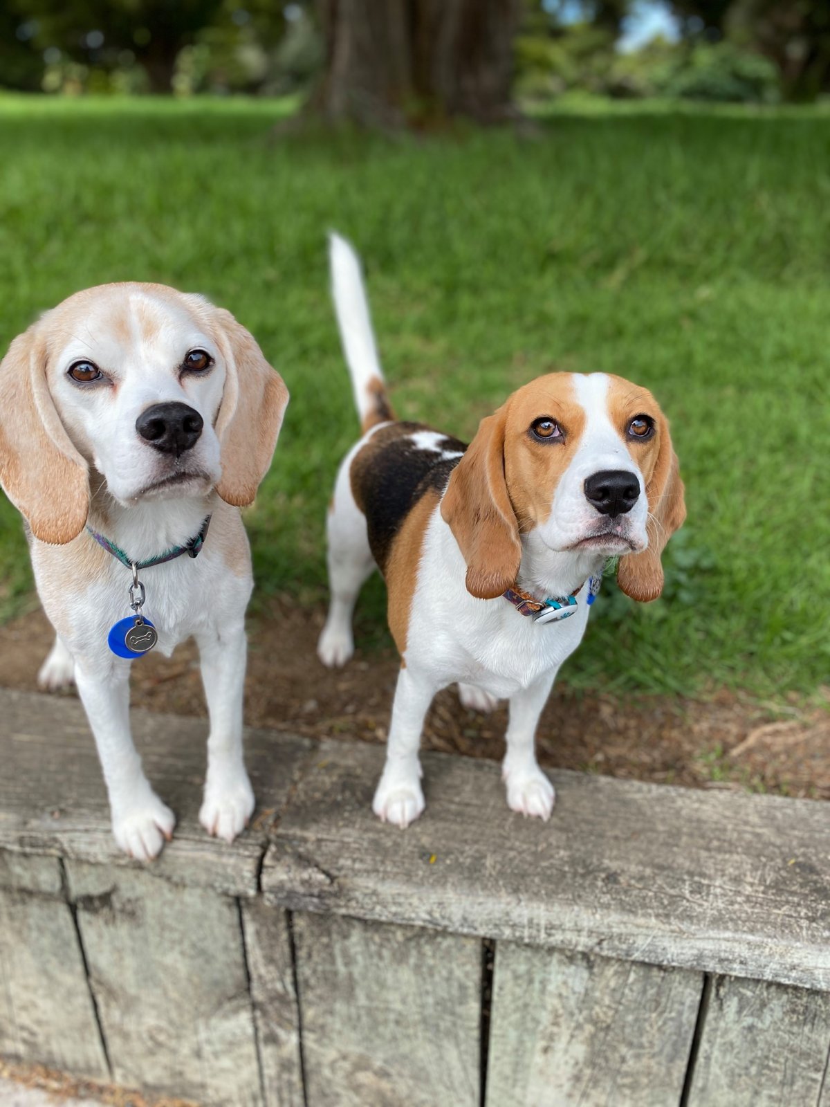 Beagle Walk - Dingle Dell Reserve, St Heliers - Sunday, 3 December 2023 