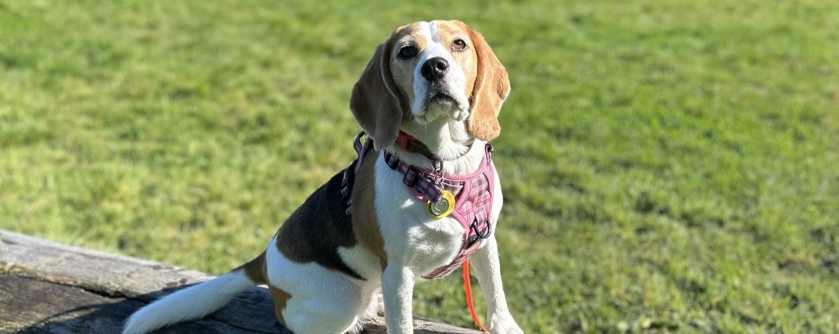 Beagle Walk - Highbrook Park, East Tamaki - Sunday, 18 October 2026