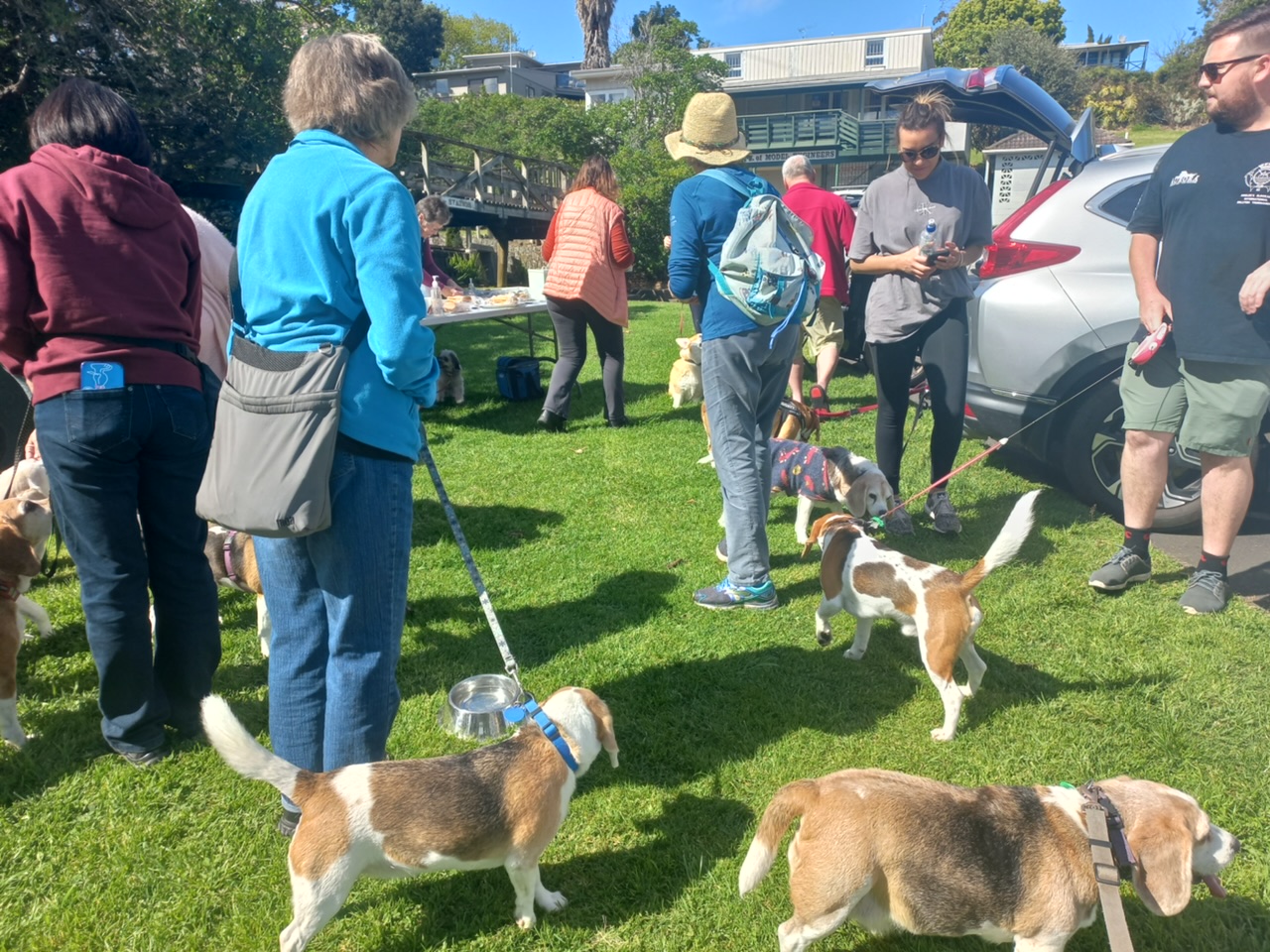 Beagle Walk - Sanders Reserve, Paremoremo - Sunday, 4 June 2023