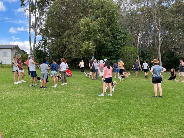 Beagle Fun Day & Walk - Waiatarua Reserve, Remuera - 13 April 2025